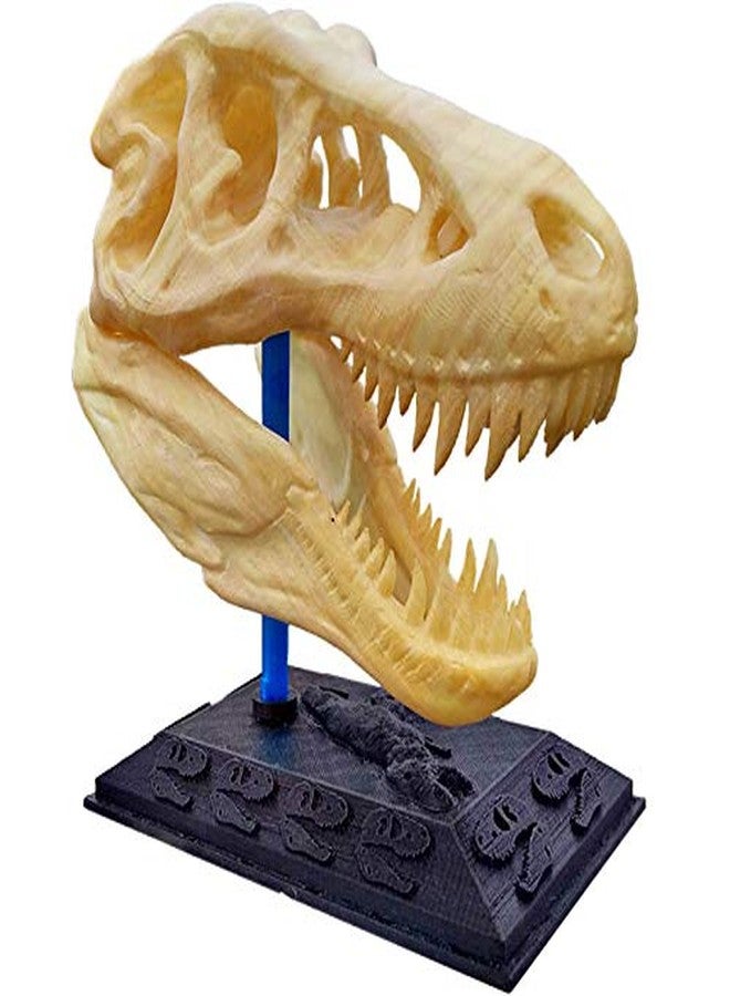 uneeke shape Dinosaur Toy for Kids, Jurassic T Rex Sculpture Theme for Birthday Decoration, Realistic Skull Showpiece Statue with Stand for Home Decor - Image 2